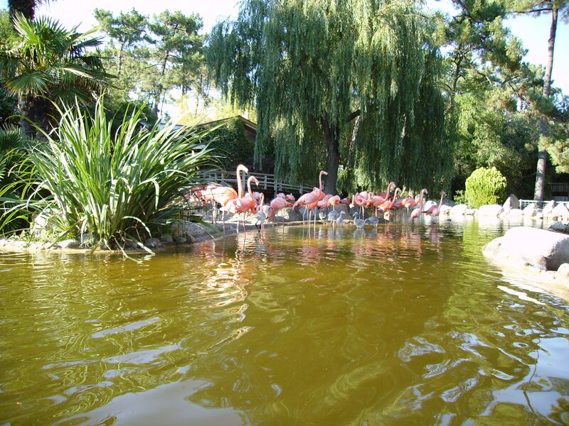 Flamingos in Pond — Green, Serene