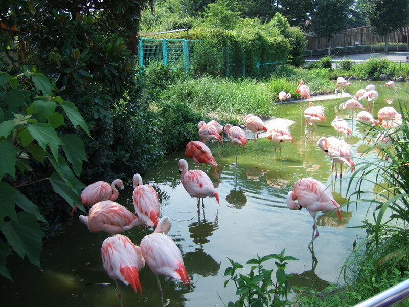 Flamingos in Pond — Pink, Calm