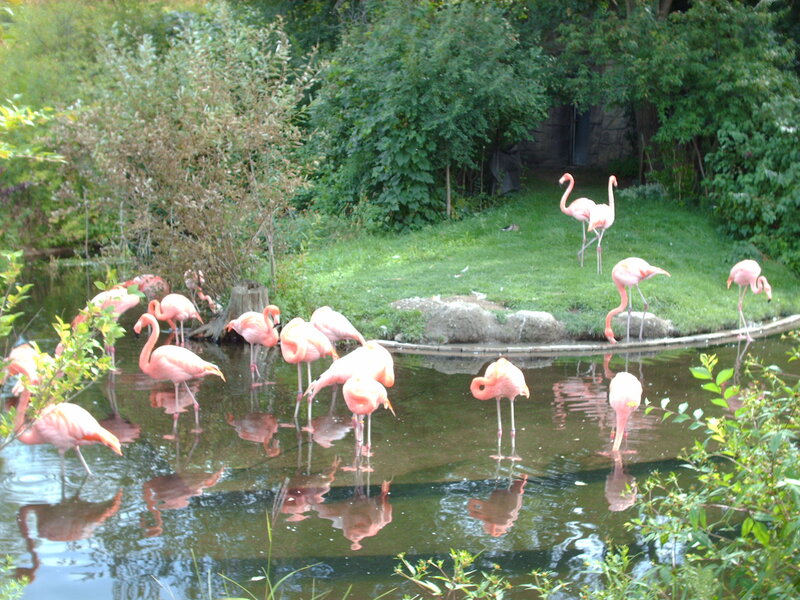Flamingos in Pond — Pink, Serene, Afternoon