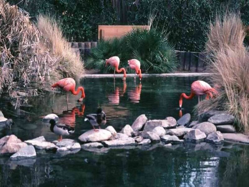 Flamingos in Pond — Pink, Serene