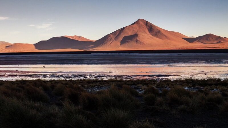 Flamingos in Salt Flat