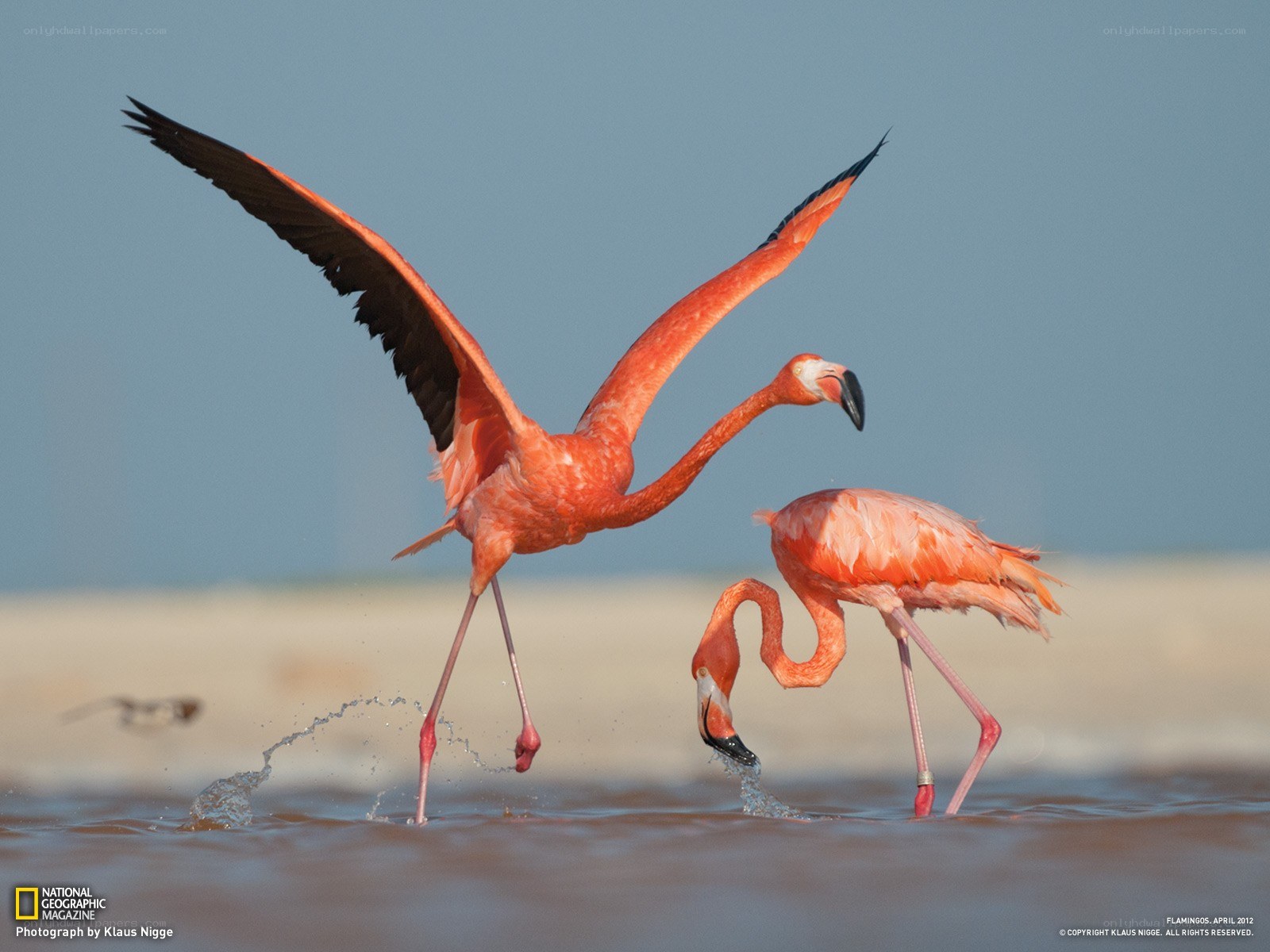 Flamingos in shallow water
