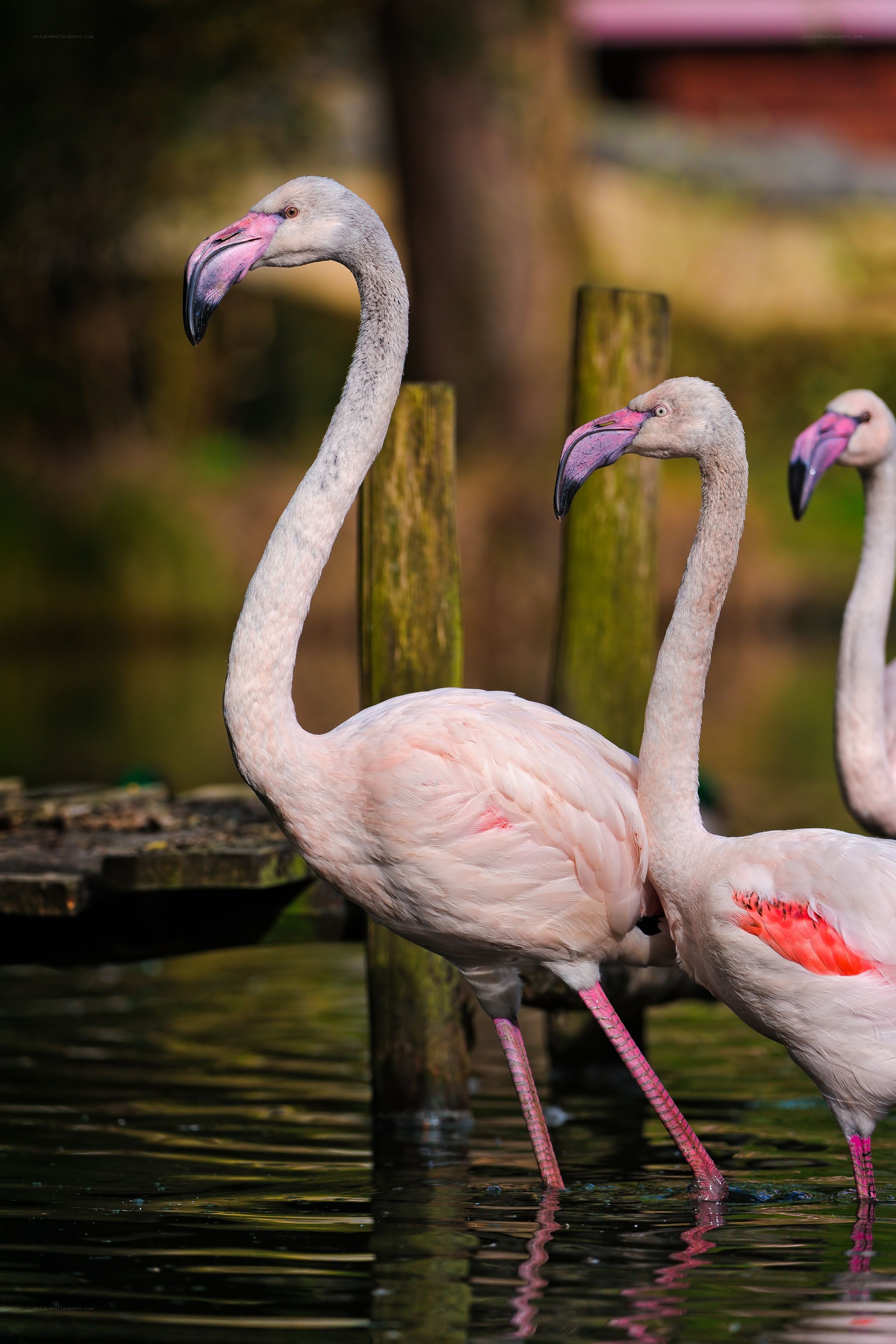 Flamingos in shallow water