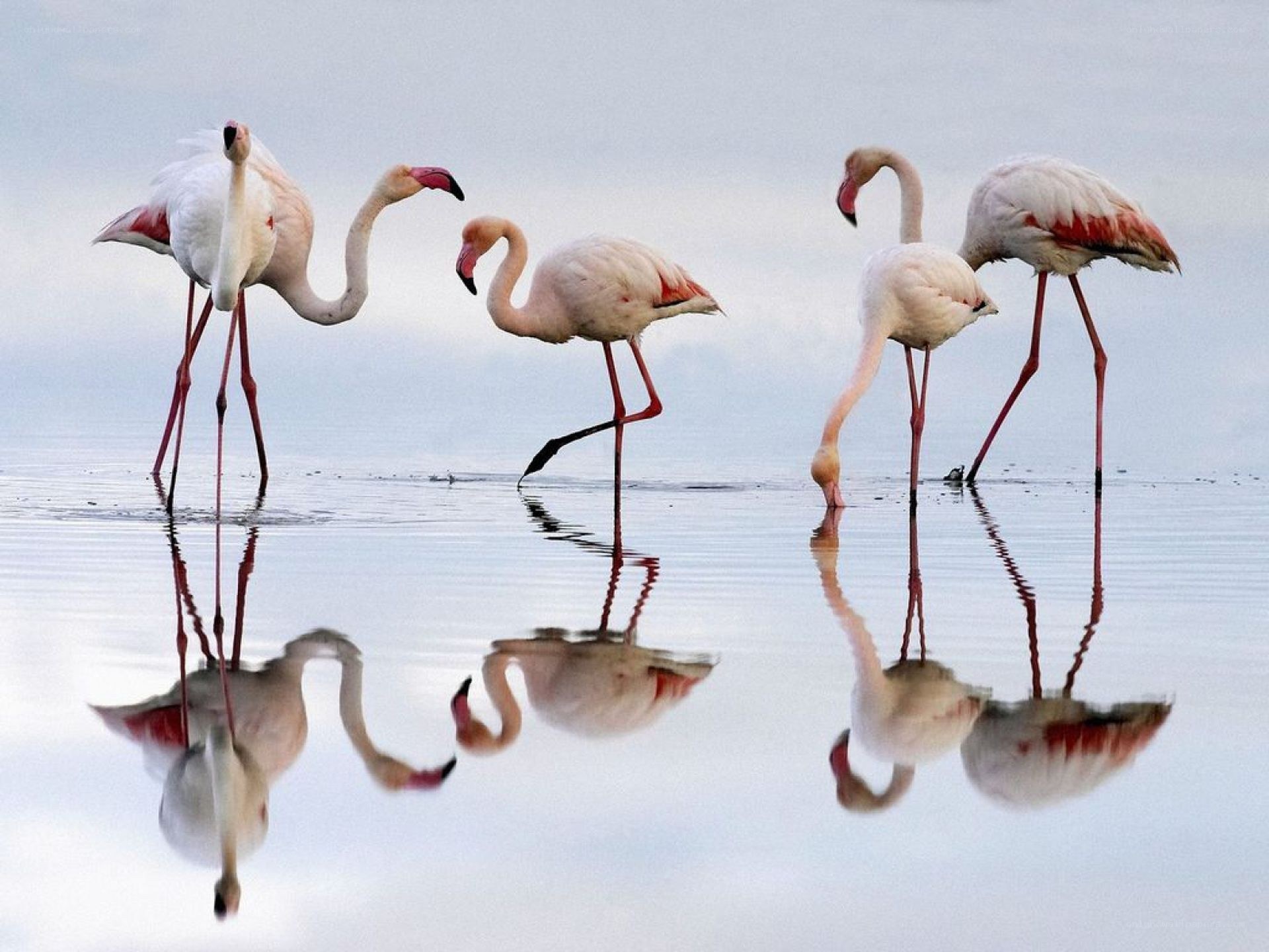 flamingos in shallow water