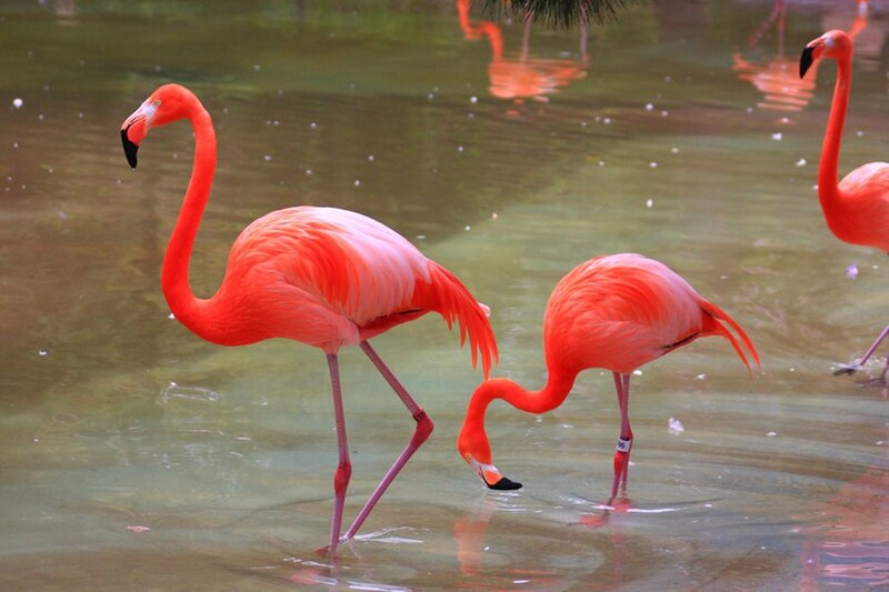 Flamingos in shallow water