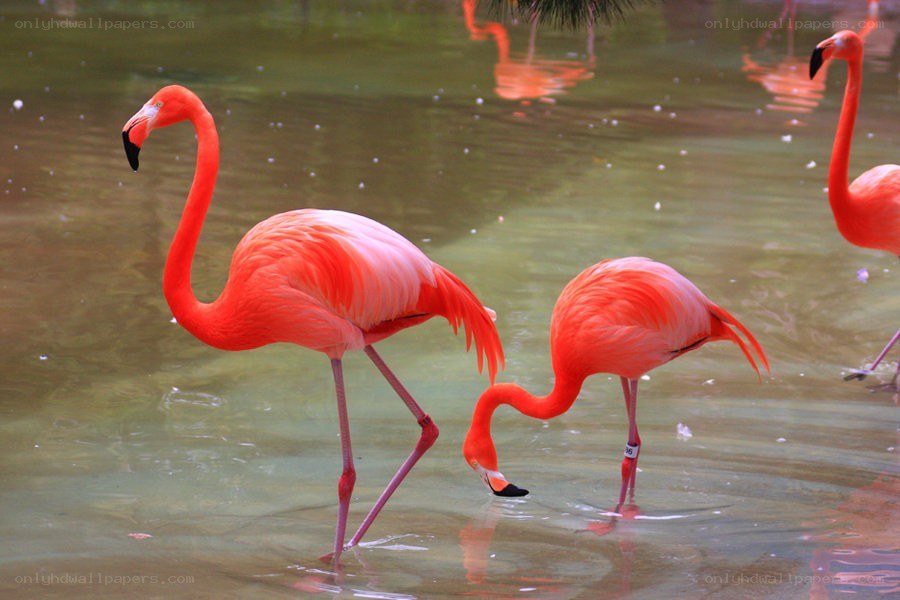 Flamingos in shallow water