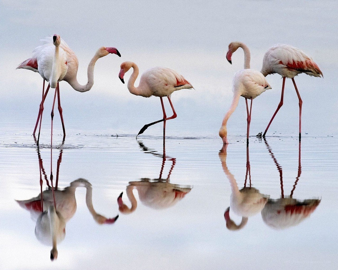 Flamingos in shallow water