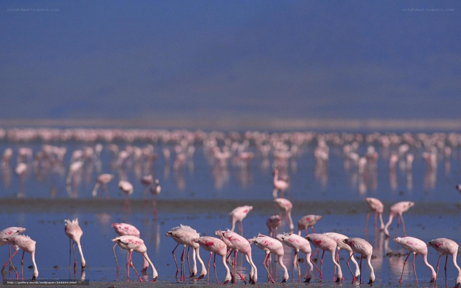 flamingos in shallow water