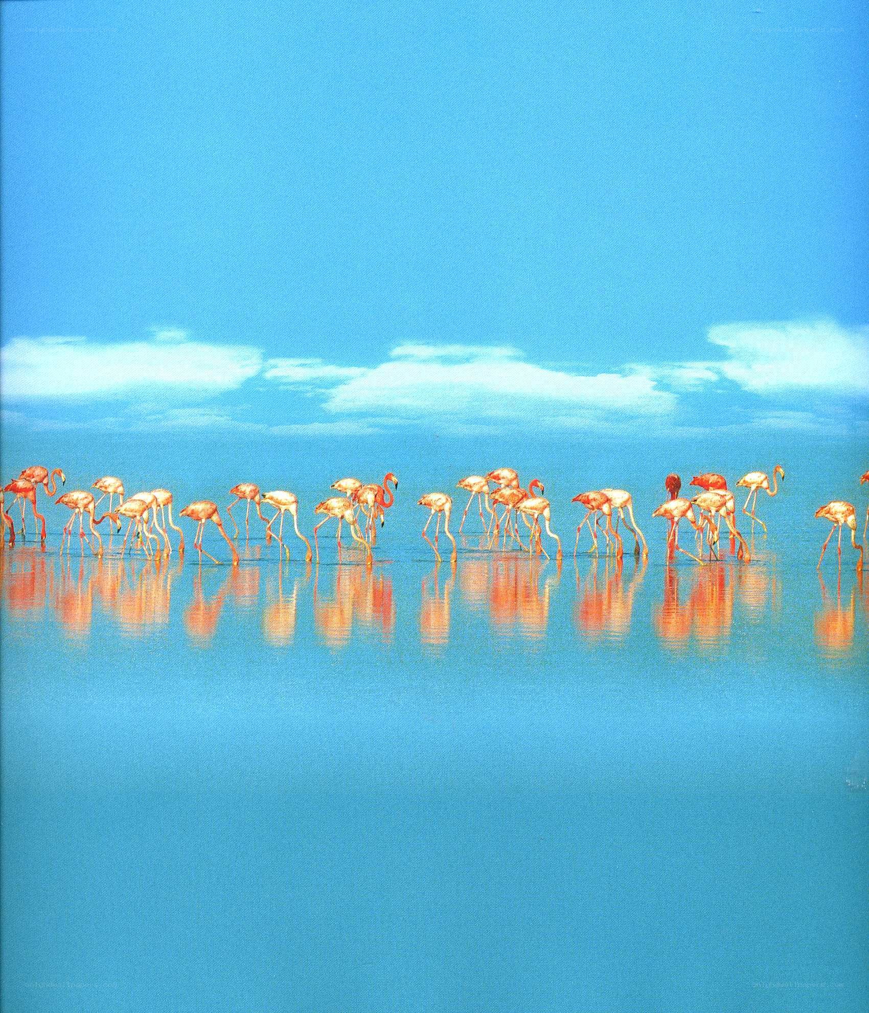 flamingos in shallow water
