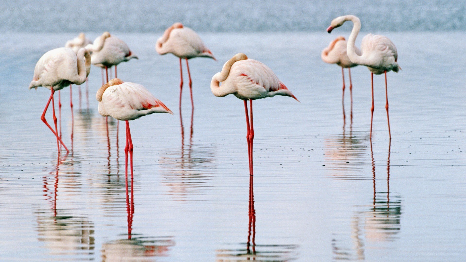 flamingos in shallow water