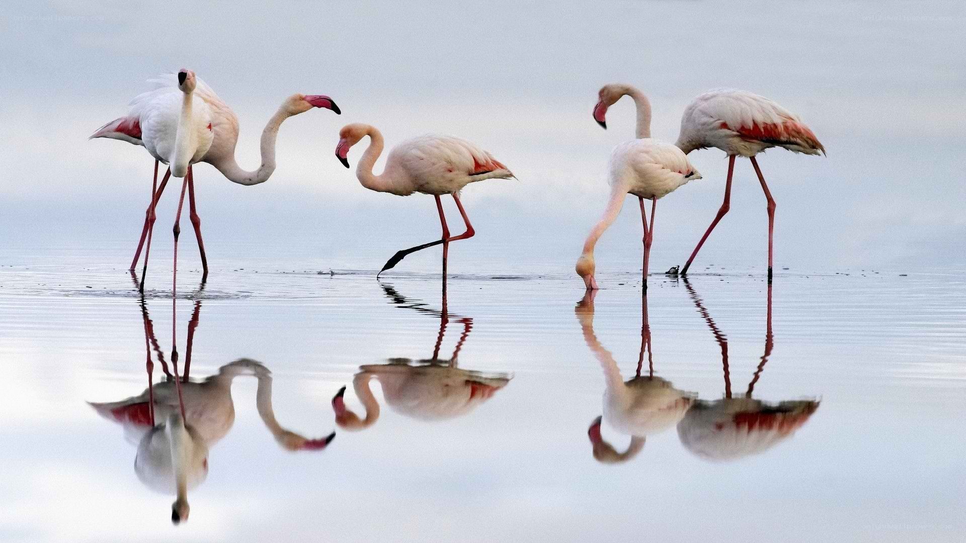flamingos in shallow water