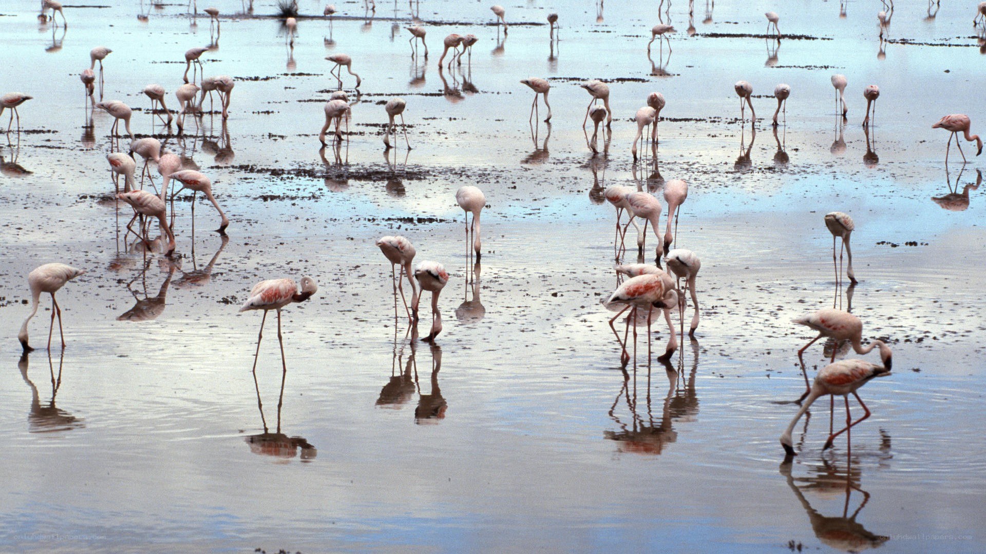 flamingos in shallow water