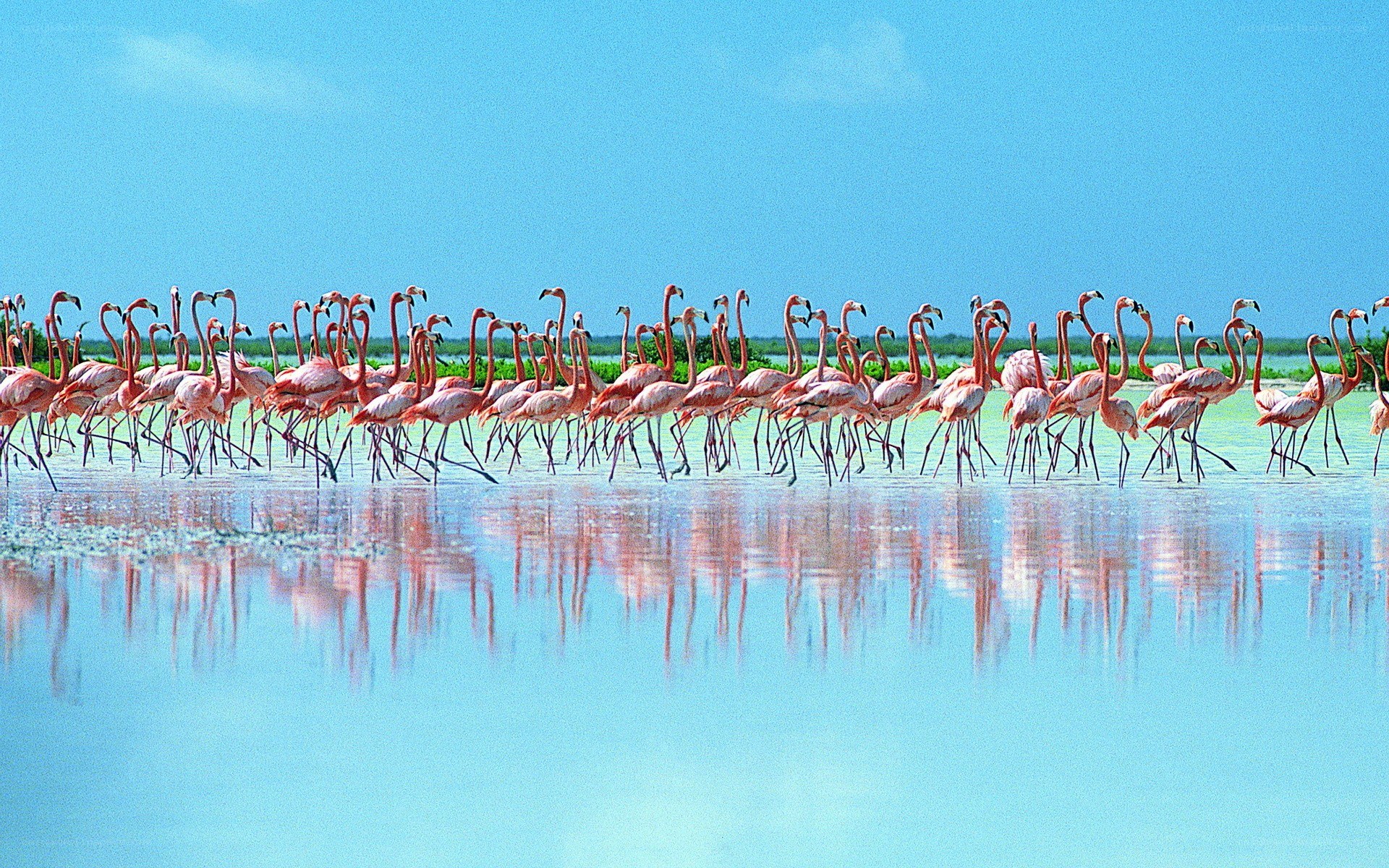 flamingos in shallow water