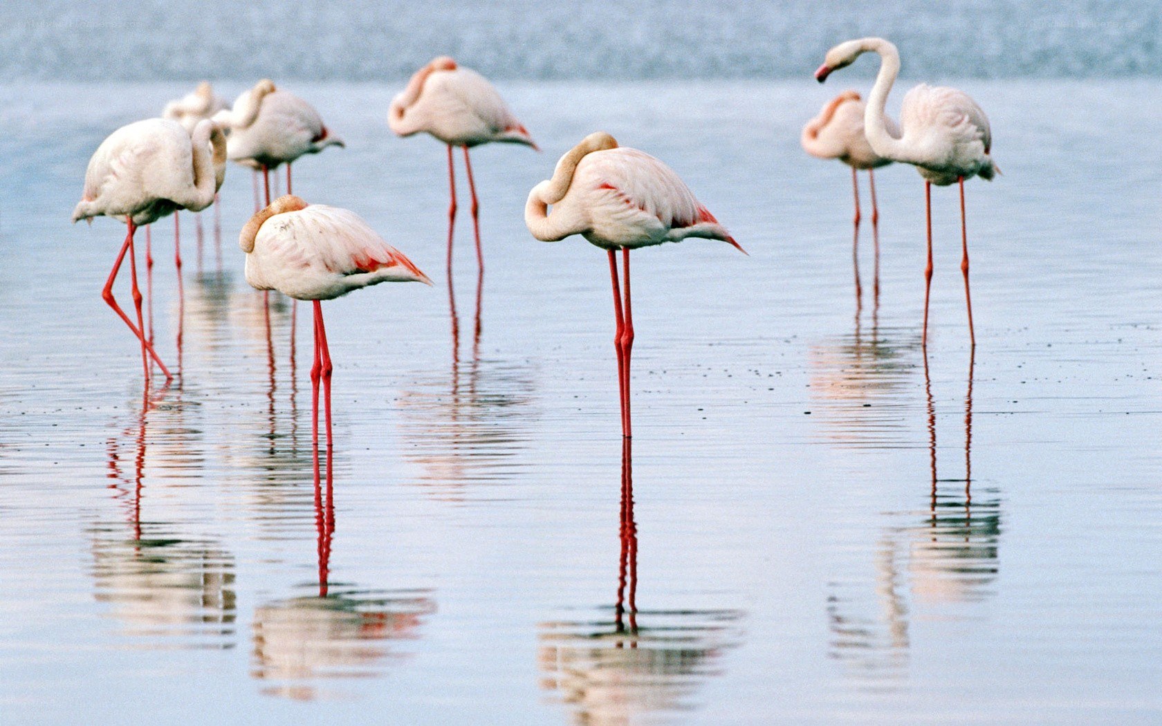 flamingos in shallow water