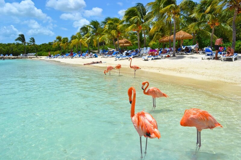 Flamingos in Shallow Water — Blue