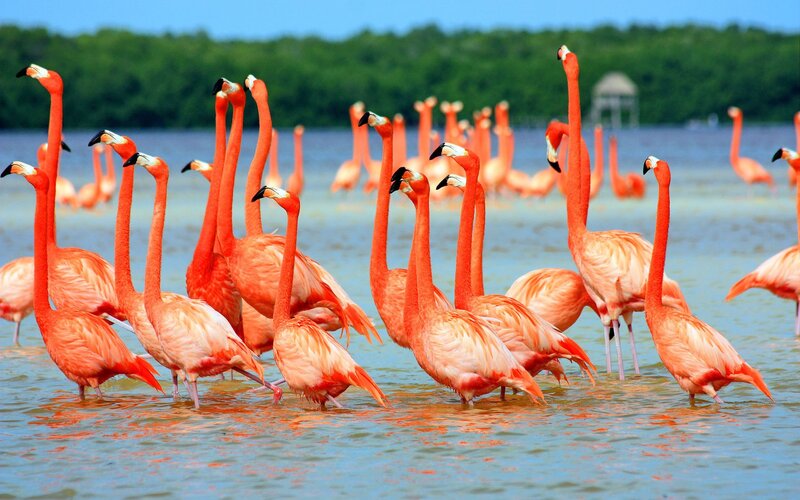 Flamingos in Shallow Water — Pink, Serene, Afternoon, Photograph