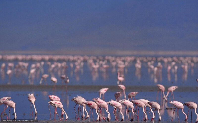 Flamingos in Shallow Water — Pink, Serene, Afternoon