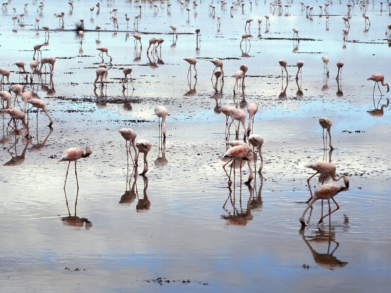Flamingos in Shallow Water — Pink, Serene, Photograph, Reflection, Mud