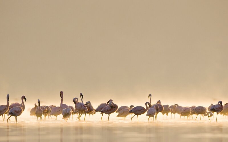 Flamingos in Shallow Water — Pink, Serene, Sunrise, Photograph