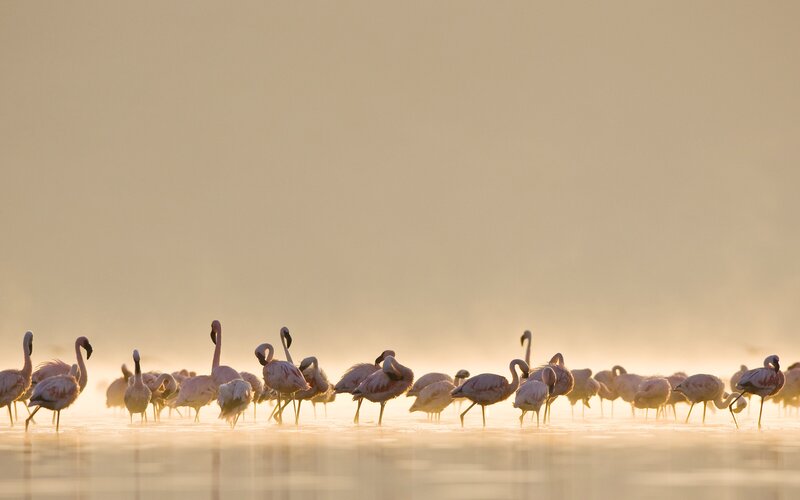 Flamingos in Shallow Water — Pink, Serene, Sunrise