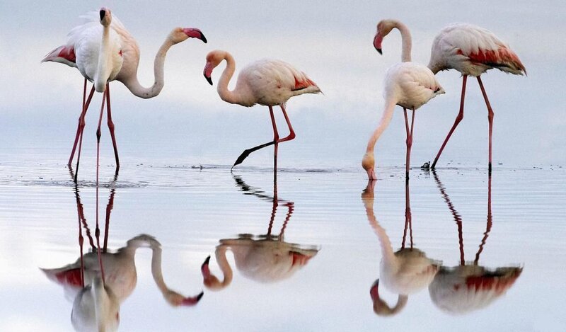 Flamingos in Shallow Water — Pink, Serene, Sunset