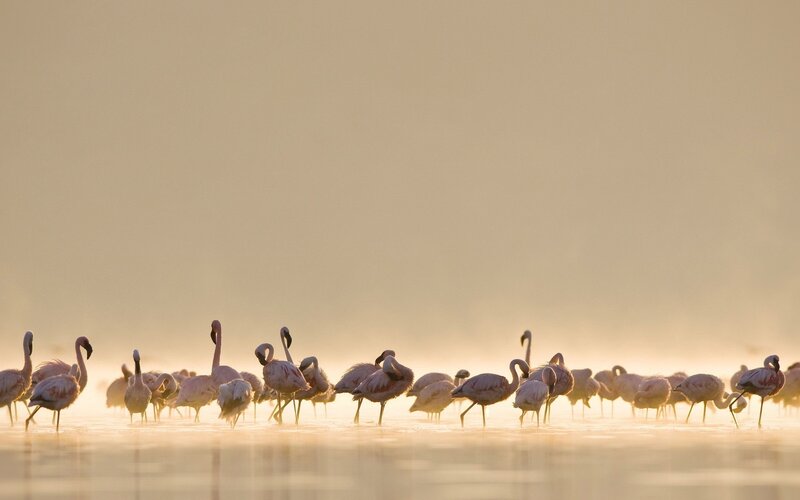 Flamingos in Shallow Water — Pink, Serene