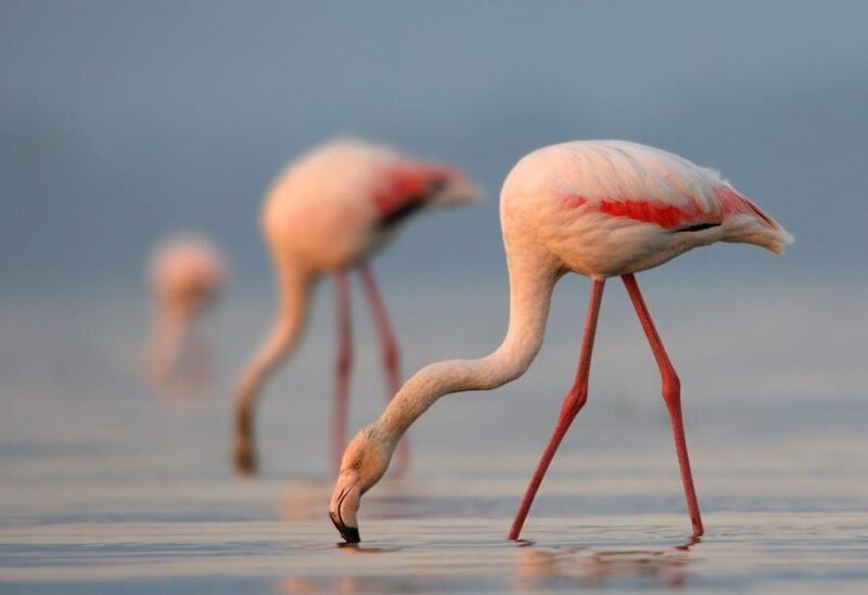 Flamingos in Shallow Water — Pink