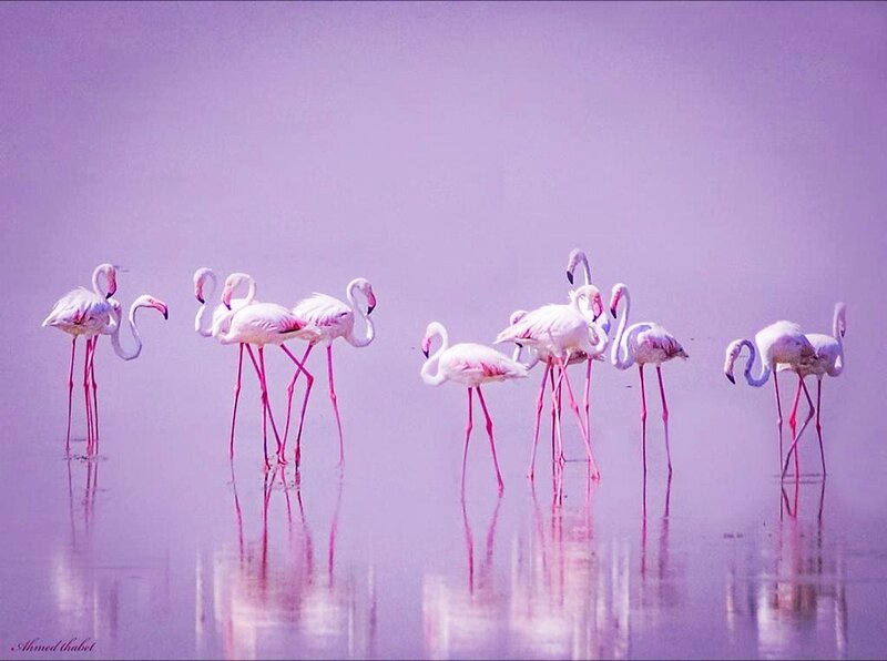 Flamingos in Shallow Water — Purple