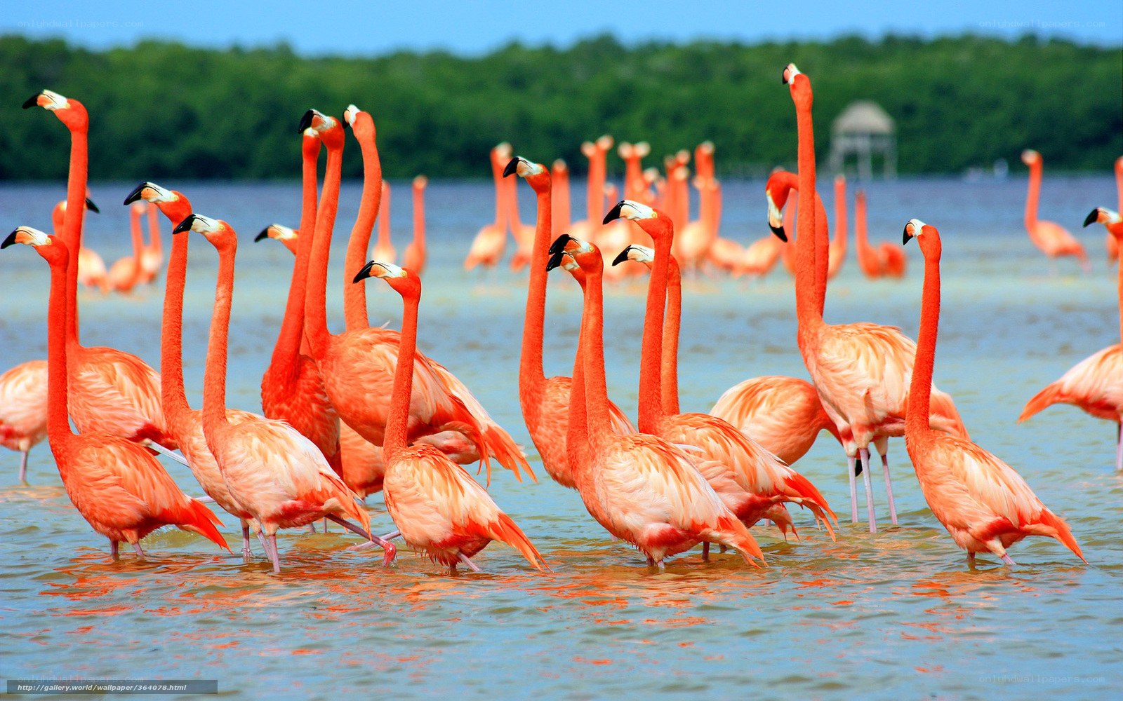 flamingos in shallow water