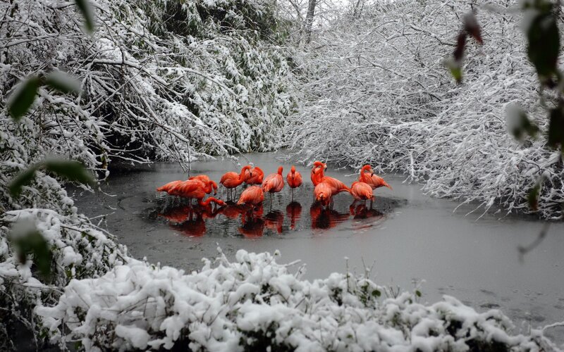 Flamingos in Snow — Red, Serene