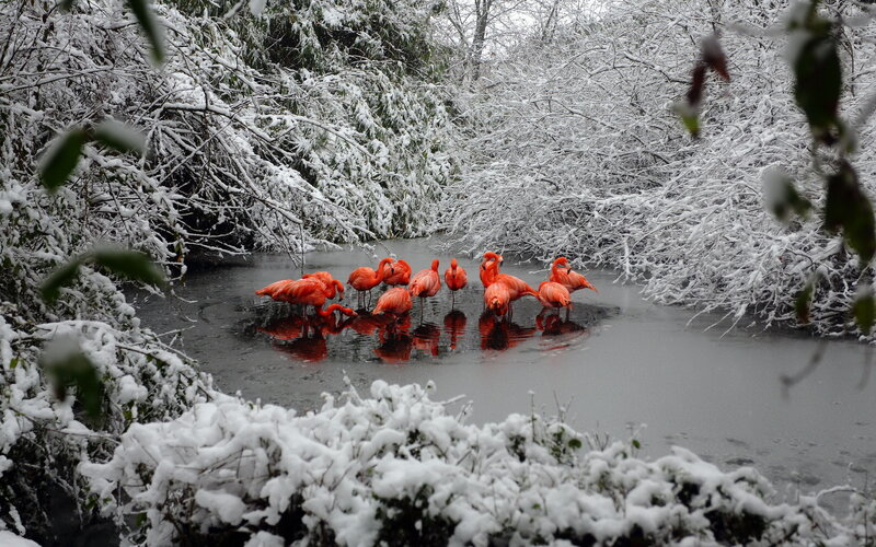 Flamingos in Snow — Red