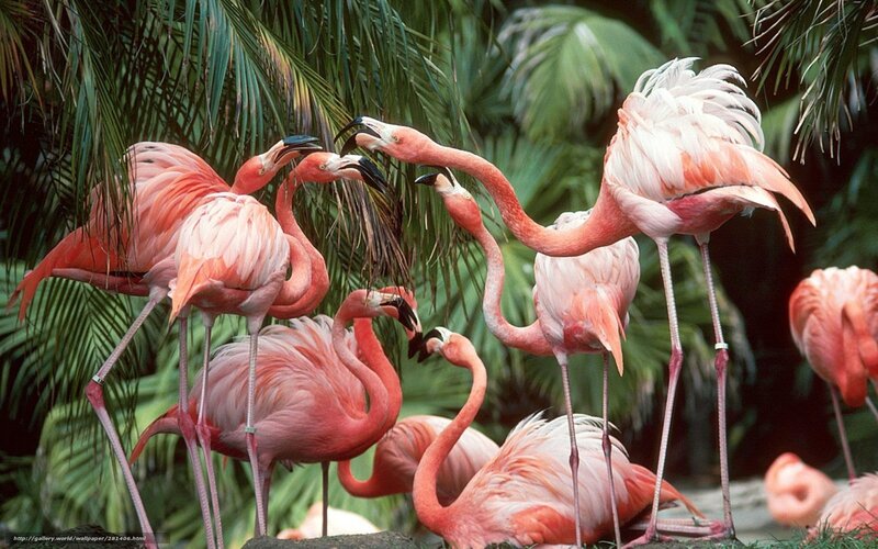 flamingos in tropical setting