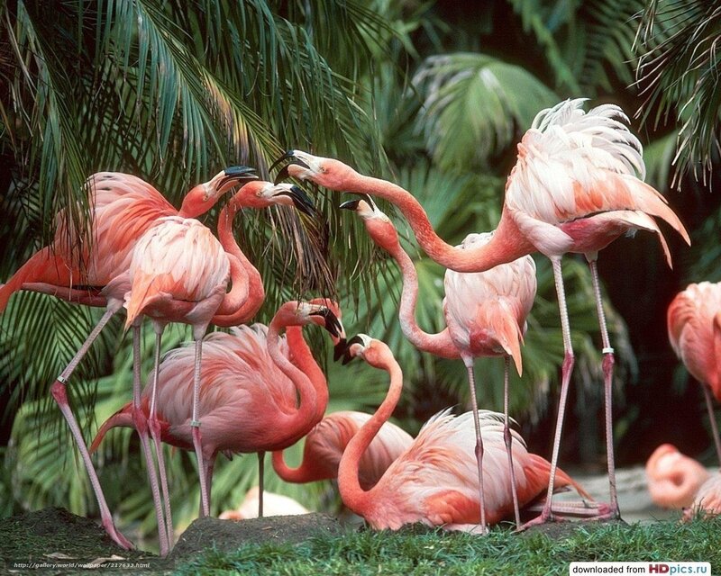 flamingos in tropical setting