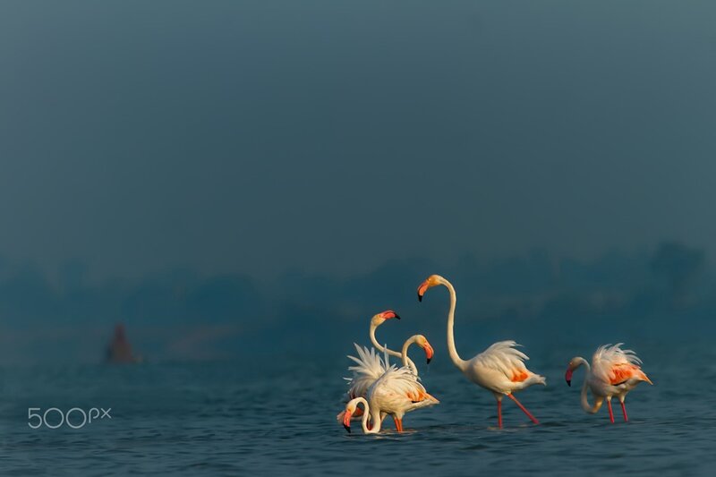 Flamingos in Water — Blue, Serene, Sunset, Photograph