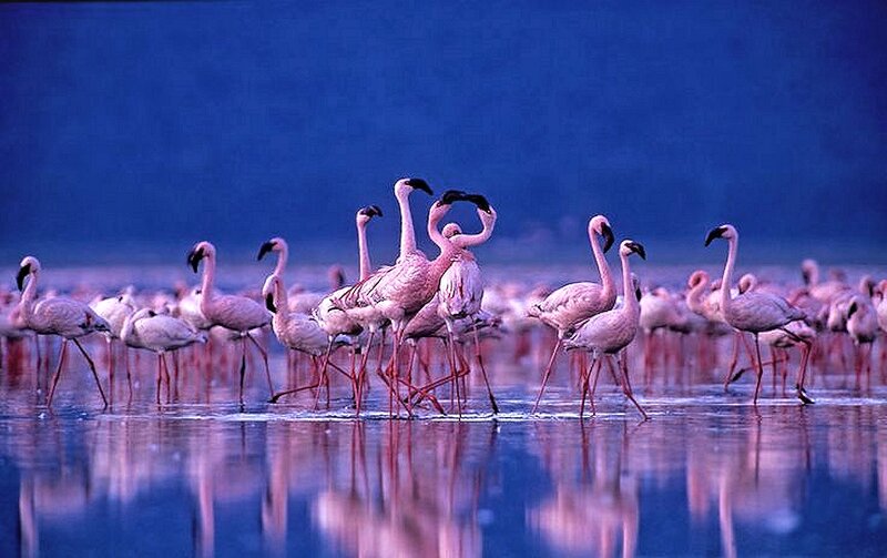 Flamingos in Water — Blue, Serene, Sunset