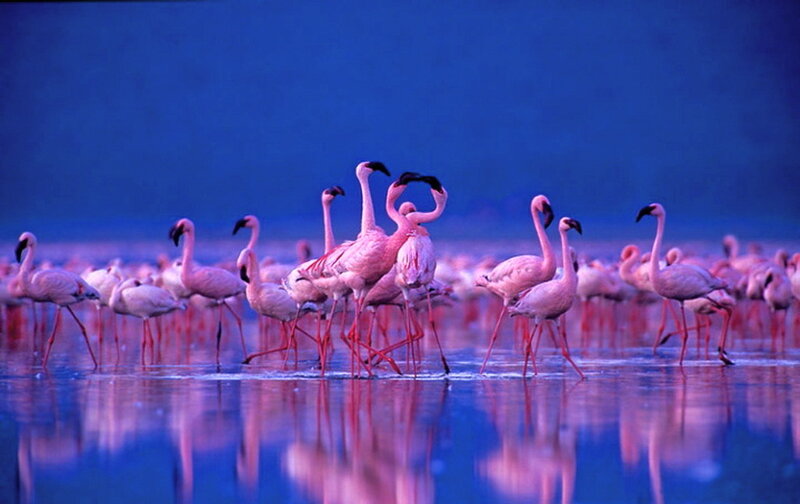 Flamingos in Water — Blue, Serene