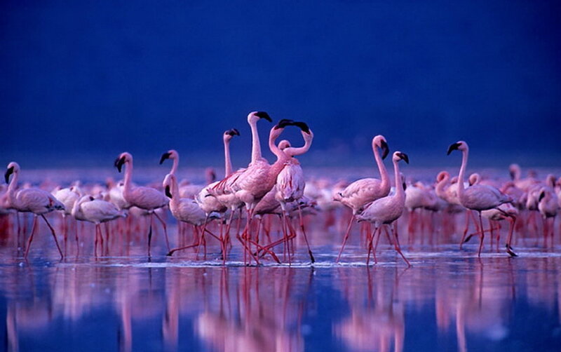Flamingos in Water — Blue