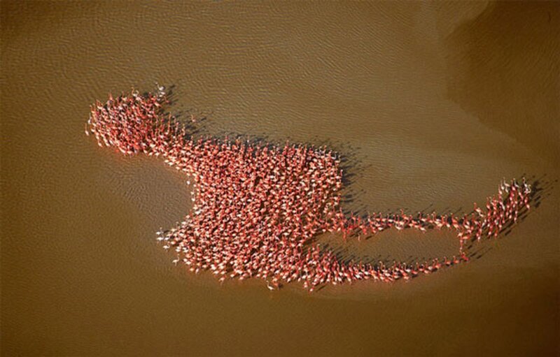 Flamingos in Water — Brown