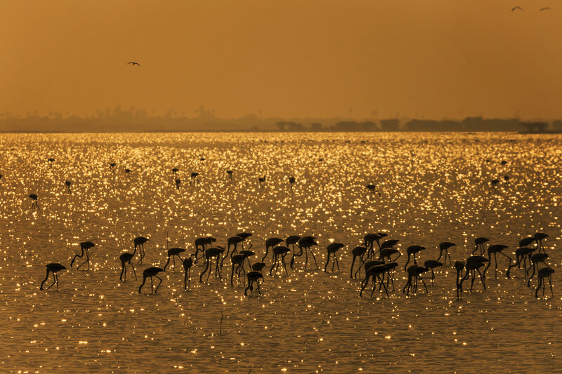 Flamingos in Water — Gold