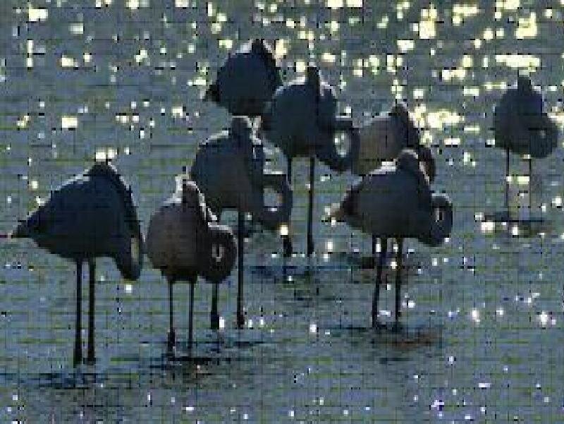 Flamingos in Water — Gray