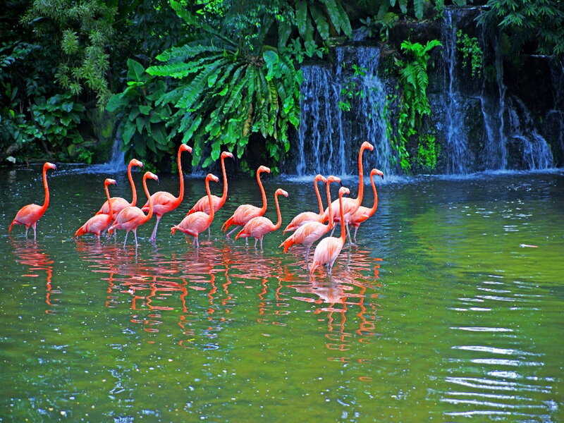 Flamingos in Water — Green, Serene