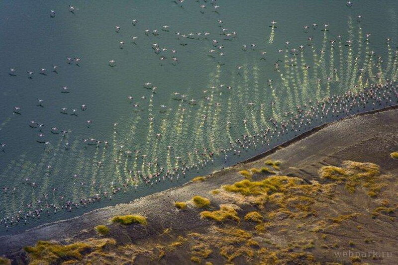 Flamingos in Water — Green
