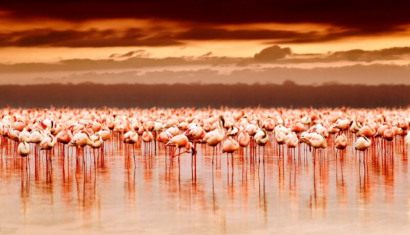 Flamingos in Water — Orange, Dramatic, Sunset, Photograph