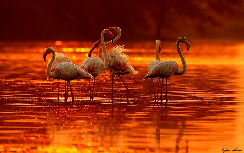 Flamingos in Water — Orange, Dramatic, Sunset