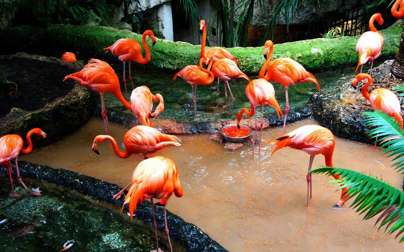 Flamingos in Water — Orange, Natural, Photograph