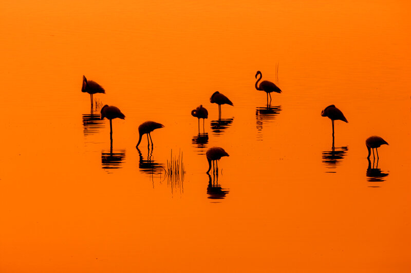 Flamingos in Water — Orange