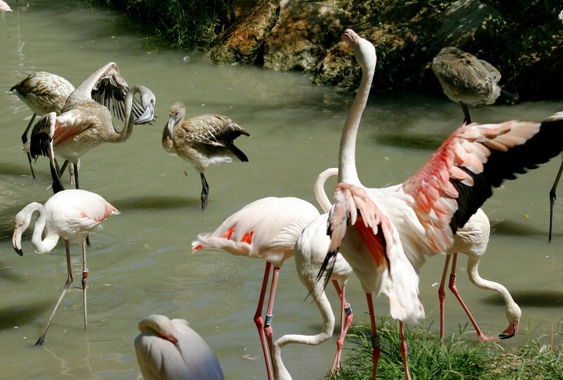Flamingos in Water — Pink, Calm, Afternoon, Photograph, Rocks