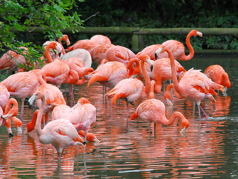 Flamingos in Water — Pink, Calm, Afternoon, Photograph, Trees