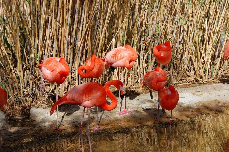Flamingos in Water — Pink, Calm, Afternoon