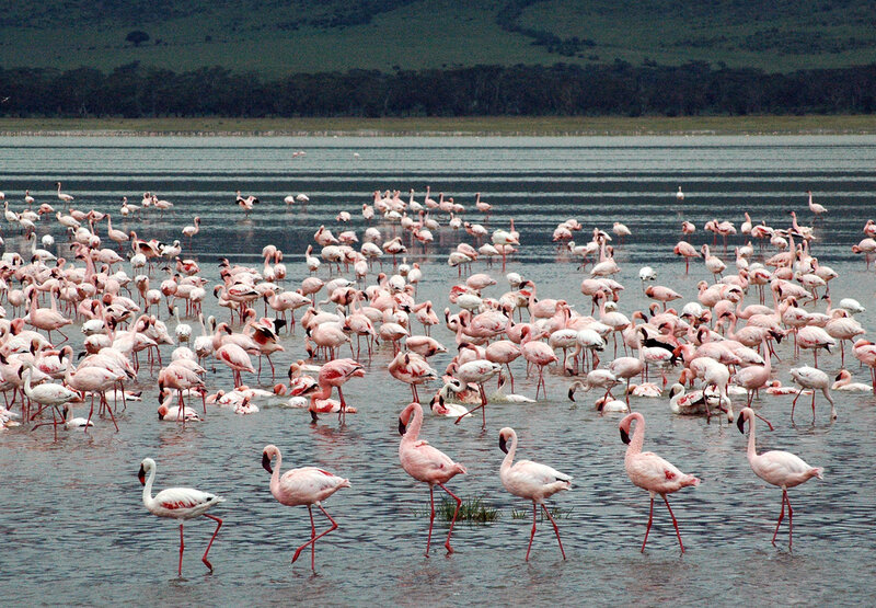 Flamingos in Water — Pink, Calm